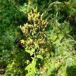 Hypericum hirsutum Flower