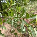 Prunus pumila Blad