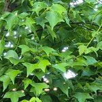 Liquidambar formosana List