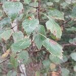 Betula pubescens Blad