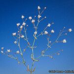 Eriogonum angulosum Staniste