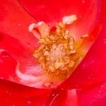Rosa pendulina Blomst