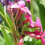 Primula parryi Blüte