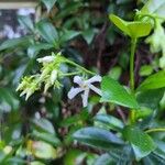 Trachelospermum jasminoides Цветок