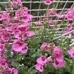 Diascia rigescens Květ