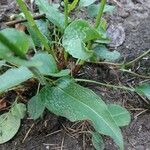 Bistorta officinalis Blad