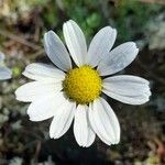 Anthemis arvensis Blüte