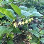 Polygonatum latifolium 花