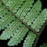 Cyathea surinamensis Лист