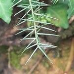 Asparagus aphyllus Leaf