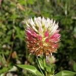 Trifolium vesiculosum Flower