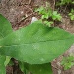 Hieracium umbrosum 葉