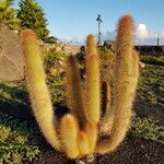 Cleistocactus strausii Leaf