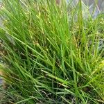 Micropyropsis tuberosa Hoja