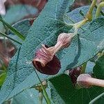 Aristolochia pistolochia Blomst