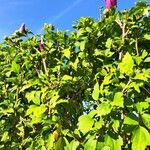 Hibiscus syriacusLeaf