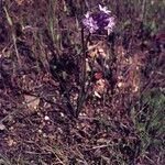 Dichelostemma multiflorum Vekstform