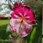 Miltoniopsis phalaenopsis Flor