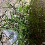 Amaranthus muricatus Blad