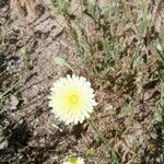 Malacothrix californica Flor