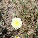 Malacothrix californica Flower