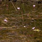 Utricularia floridana Alkat (teljes növény)