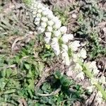 Reseda alba Floare