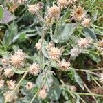 Hieracium tomentosum Flower