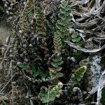 Cosentinia vellea Mosusu