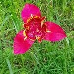 Tigridia pavonia Цвят
