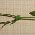 Hyacinthoides lingulata Rhisgl