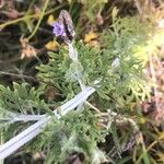 Lavandula multifida Blatt