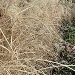 Miscanthus sinensis Habit