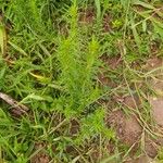 Ammannia baccifera 葉