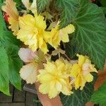 Begonia evansiana Flower