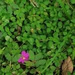 Dissotis rotundifolia Лист