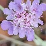 Scabiosa triandra Fula