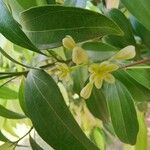 Cinnamomum verum Blomst