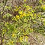 Foeniculum vulgareFlors