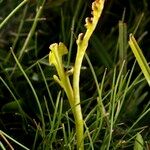 Botrychium simplex 整株植物