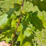 Quercus petraeaЛисток