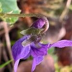 Viola hirta फूल
