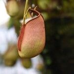 Nepenthes vieillardiiপাতা