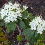 Rhododendron columbianum Flor