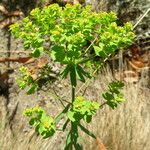 Euphorbia seguieriana 花