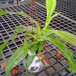 Nepenthes spp. Leaf