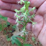 Platanthera lacera Flower