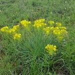 Bulbine abyssinica Hábito