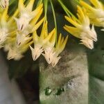 Hoya multiflora Цвят
