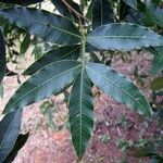 Lithraea molleoides Hoja